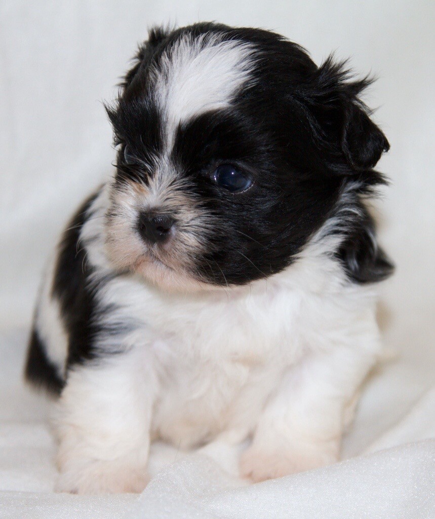 MALSHI PUPPIES in Burry Port, Carmarthenshire Gumtree