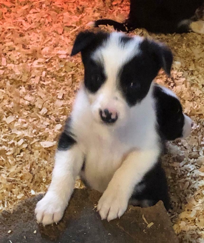 Border collie puppy for sale in Stafford, Staffordshire Gumtree