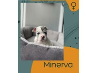 Merle French Bulldog Dogs Puppies For Sale Gumtree