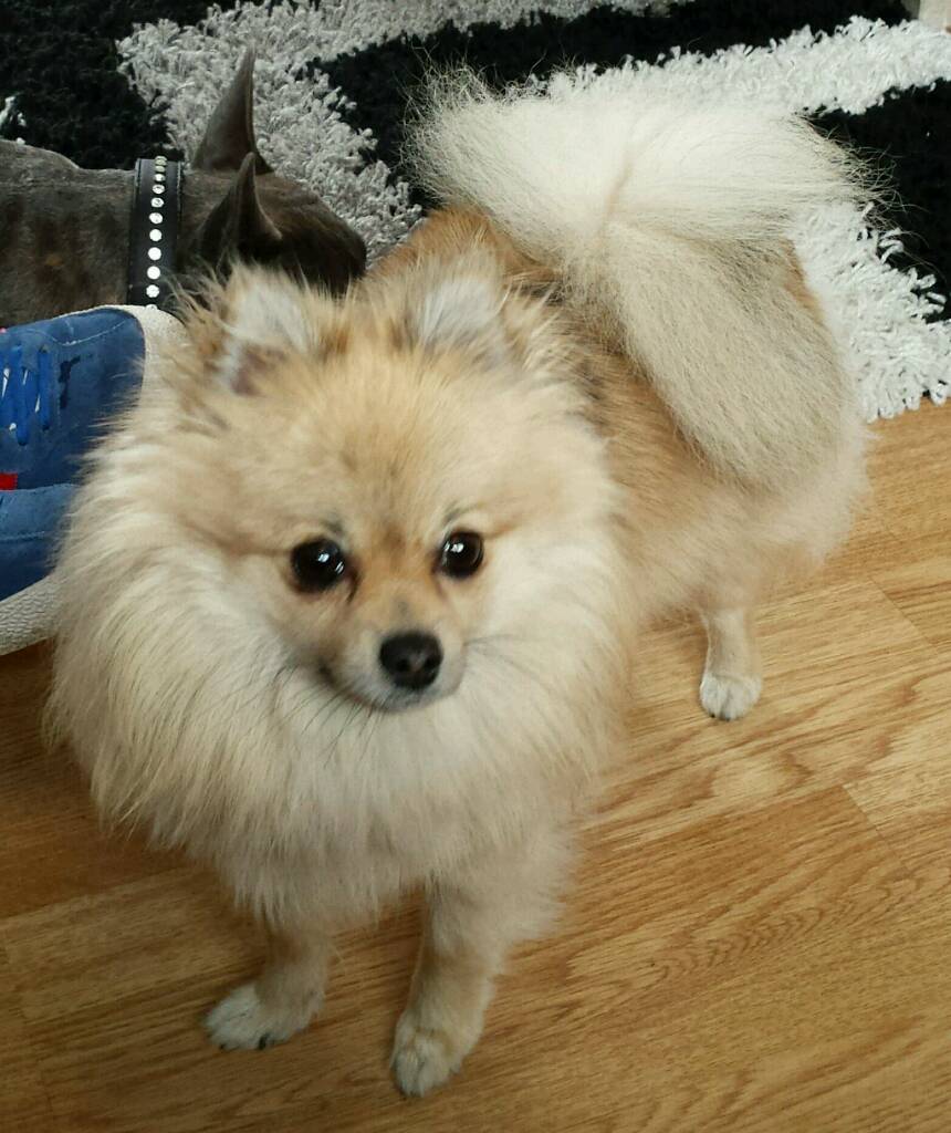 Beautiful miniature pomeranian cream sable girl | in Middleton