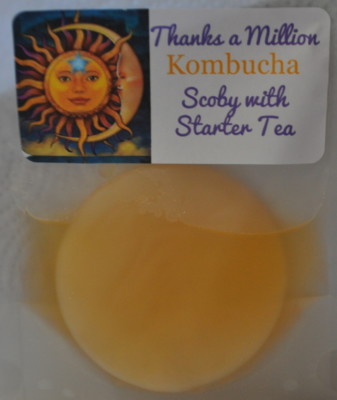3'' Live KOMBUCHA FRESH SCOBY STARTER TEA ORGANIC Free shipping 