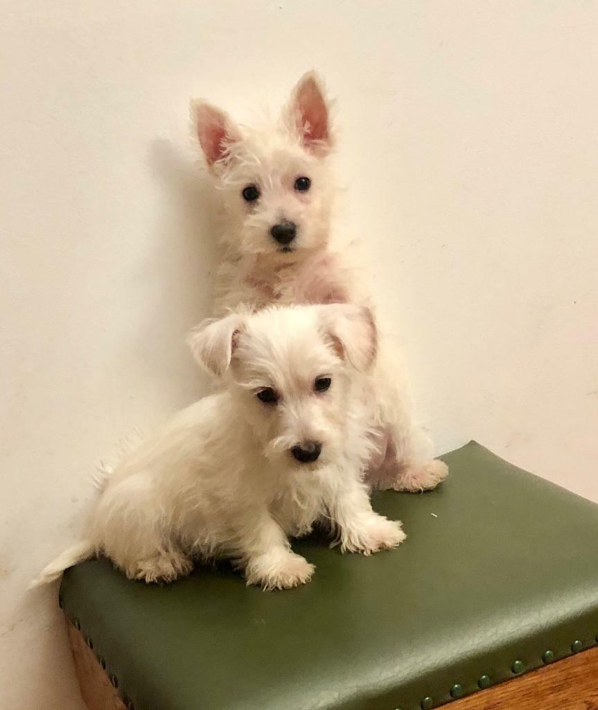 Westie puppies in Kelty, Fife Gumtree