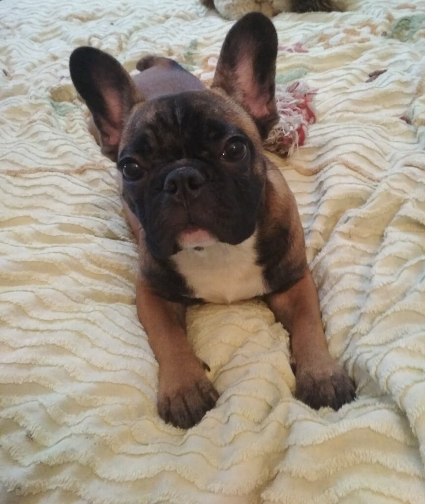 Beautyful RED and TAN French Bulldog female puppy | in Leicester ...