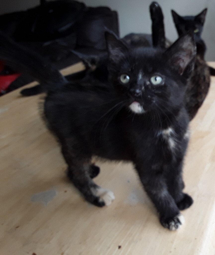 10 Kittens for sale 8 weeks old, in Liverpool L6 in Kensington