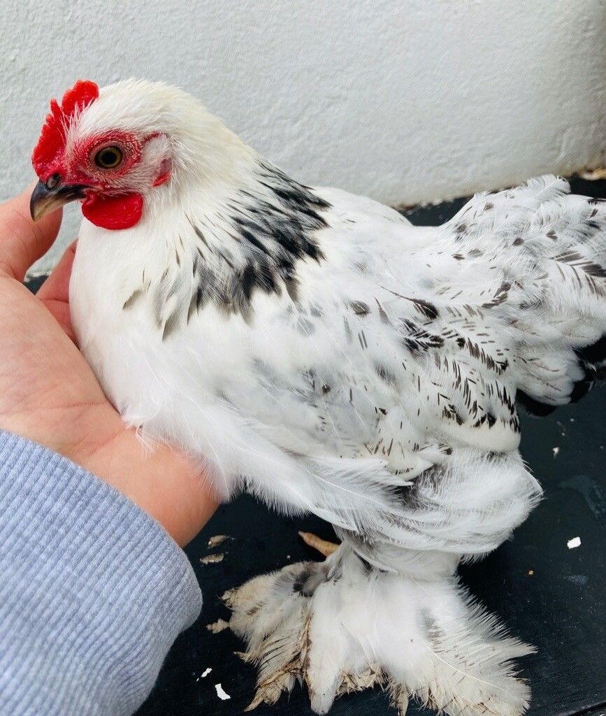 Young Pekin Bantam Chickens in Roath, Cardiff Gumtree
