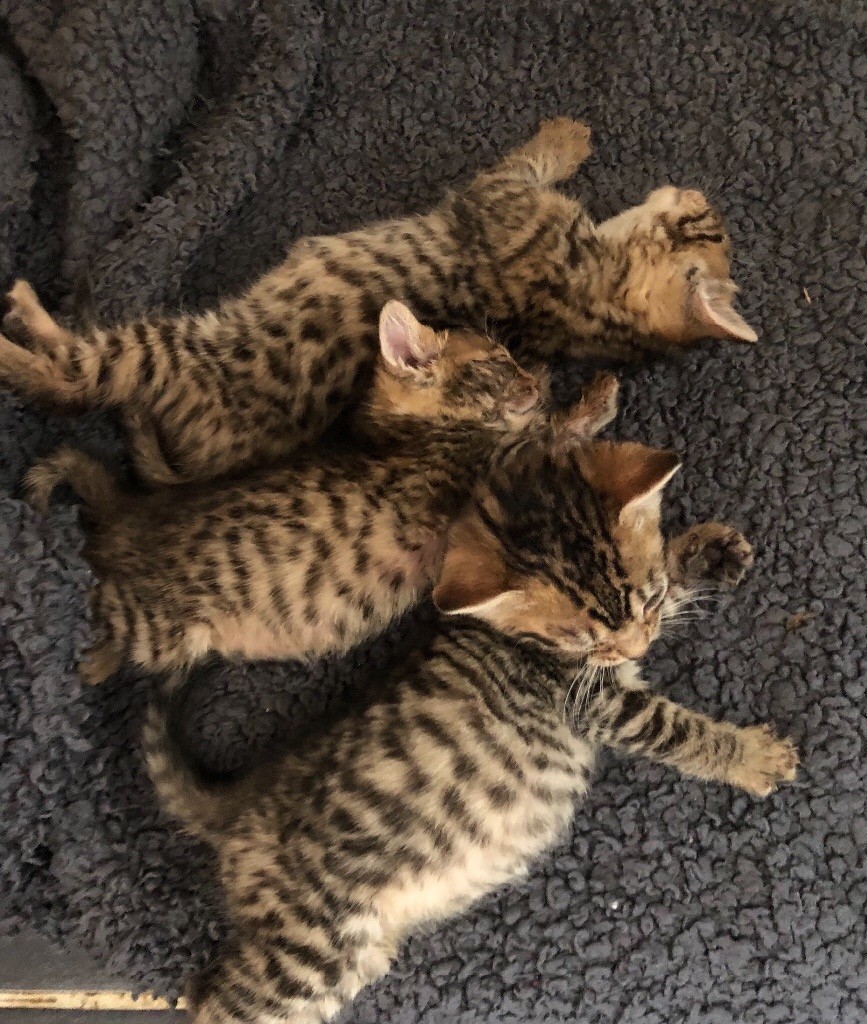 Bengal X kittens for sale in Kingstanding, West Midlands Gumtree