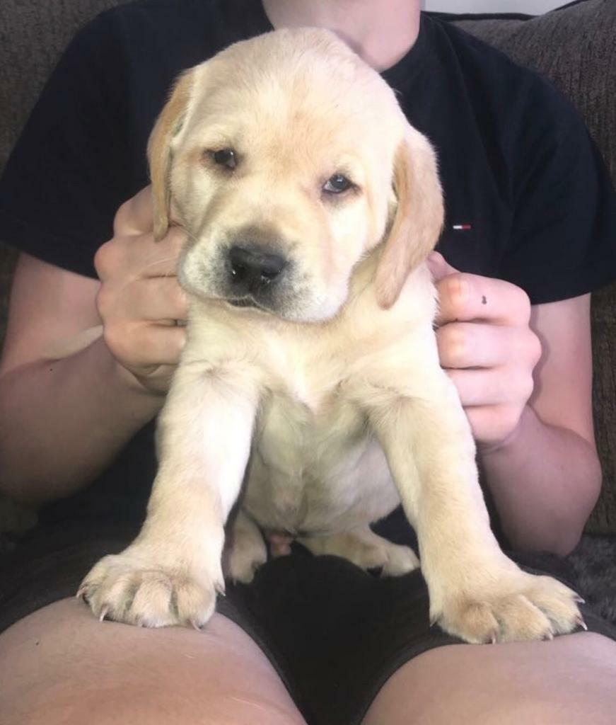 Labrador pups for sale in Houghton Le Spring, Tyne and Wear Gumtree