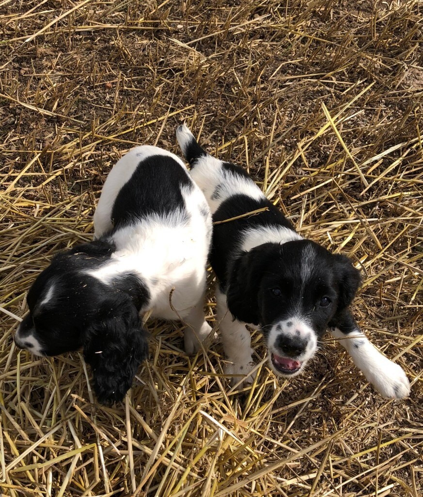 two adorable English Springer Spaniel puppy dogs for sale in