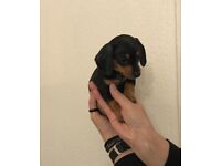 Miniature Dachshund puppies 