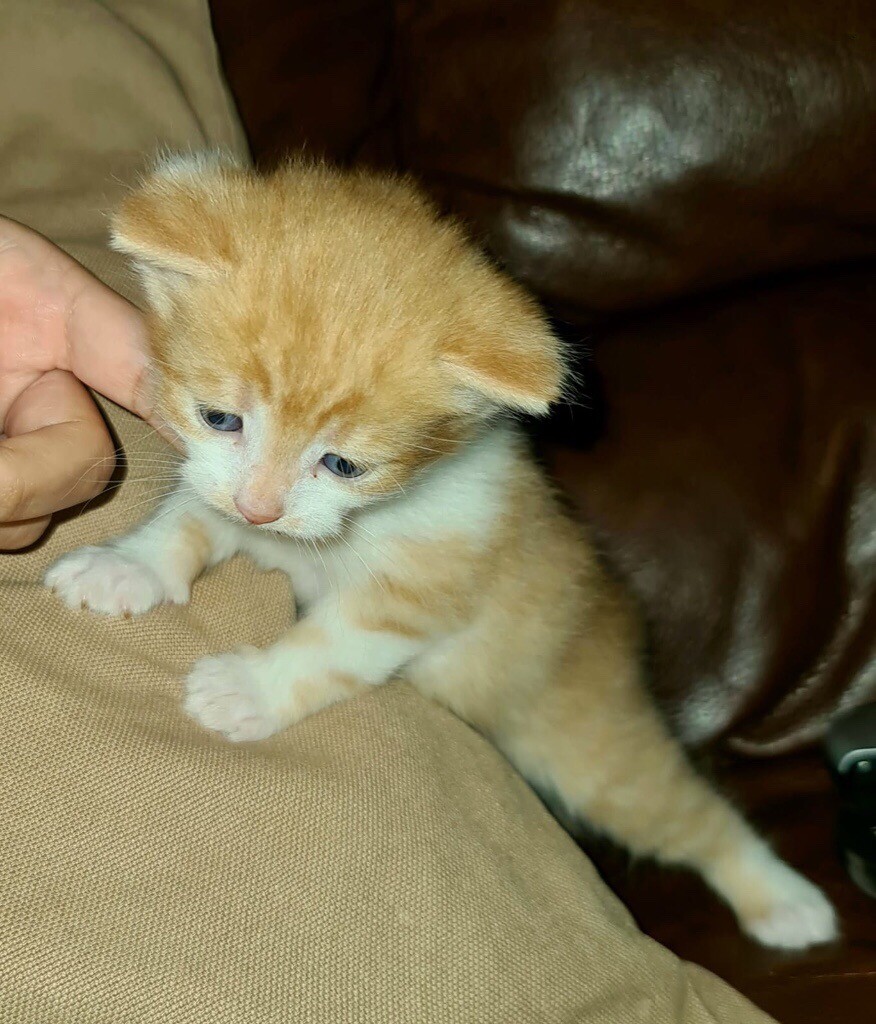 4 weeks old kitten (ready in a month) in Leicester, Leicestershire