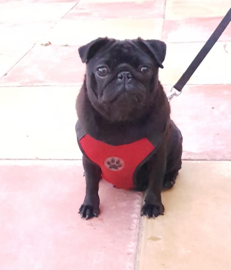Beautiful Black Female Pug in Leicester, Leicestershire Gumtree
