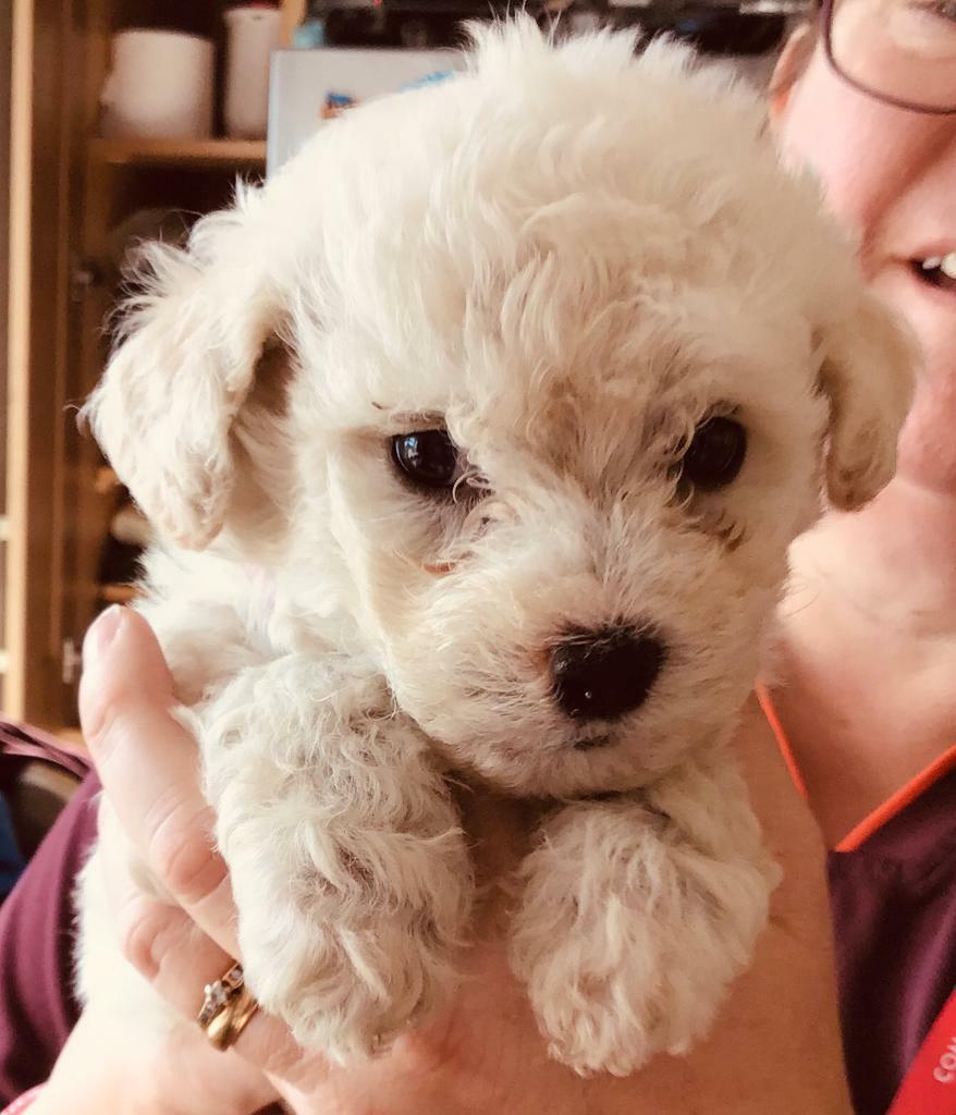 Bichon frise puppies for sale in Kitts Green, West Midlands Gumtree