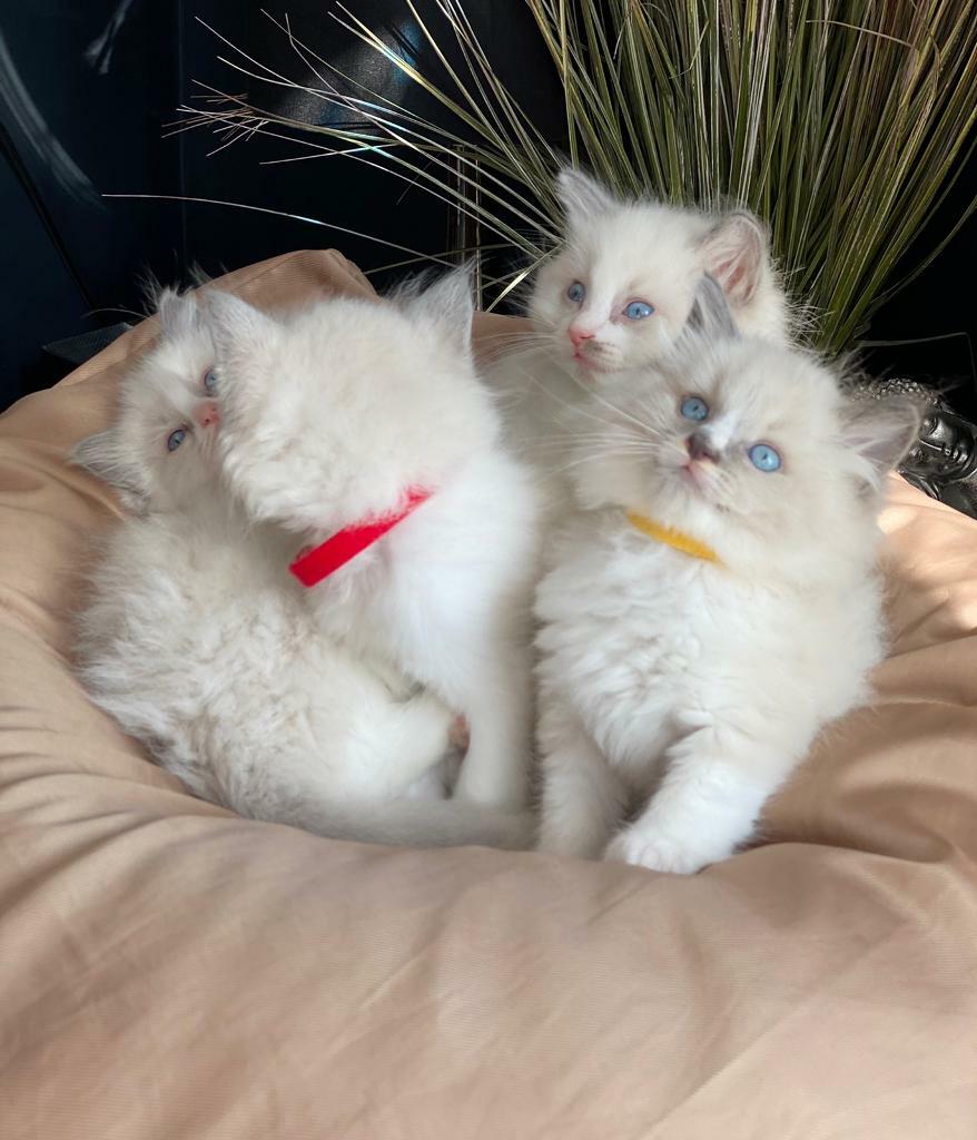 Ragdoll kittens in Basildon, Essex Gumtree