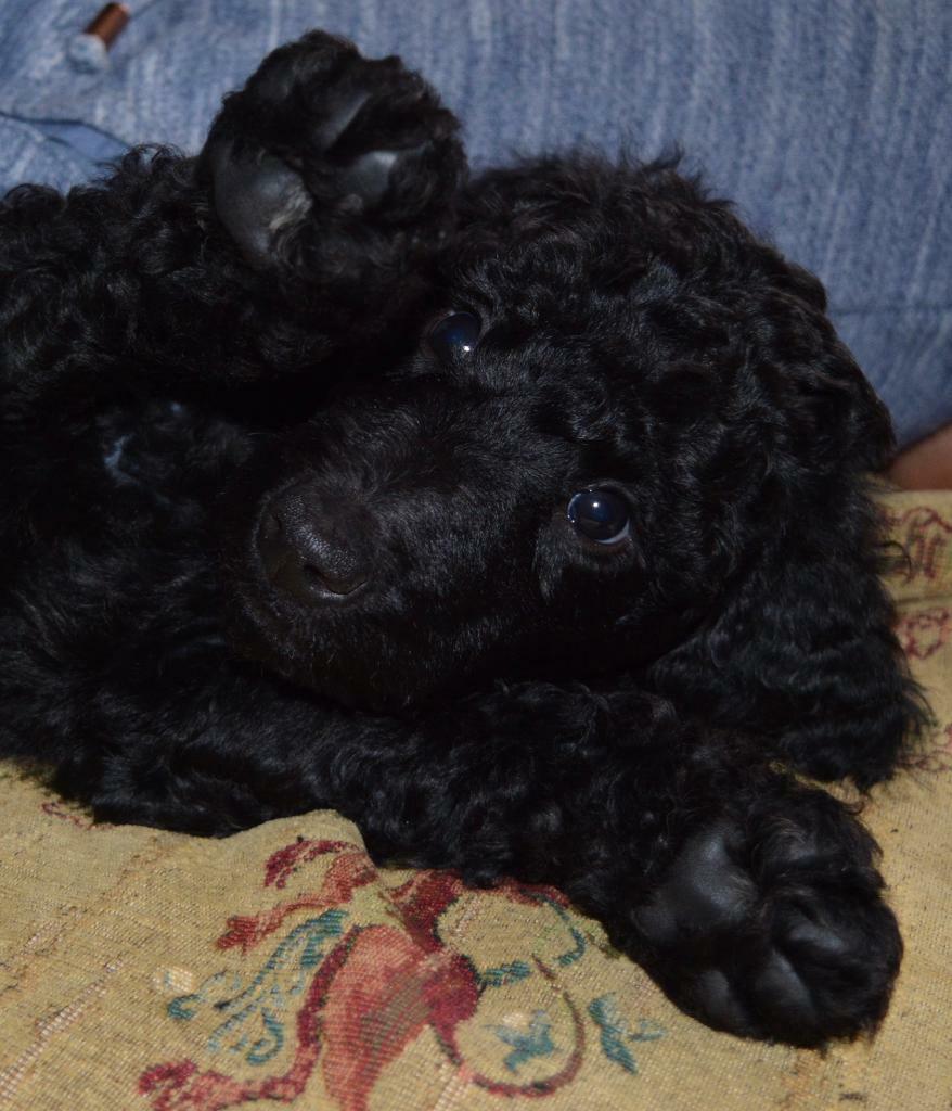 Standard poodle pups in Newburgh, Fife Gumtree