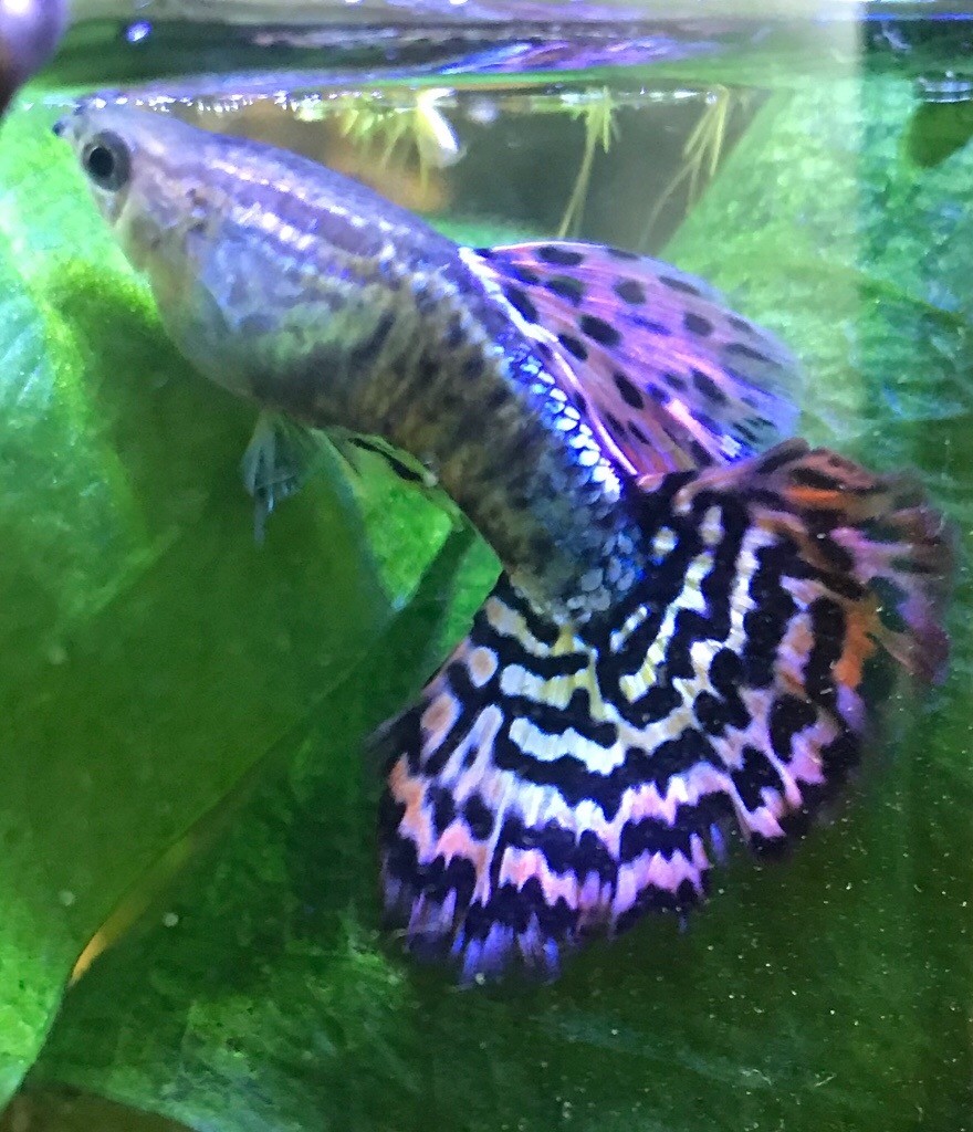Adult guppie fish | in Wanstead, London | Gumtree
