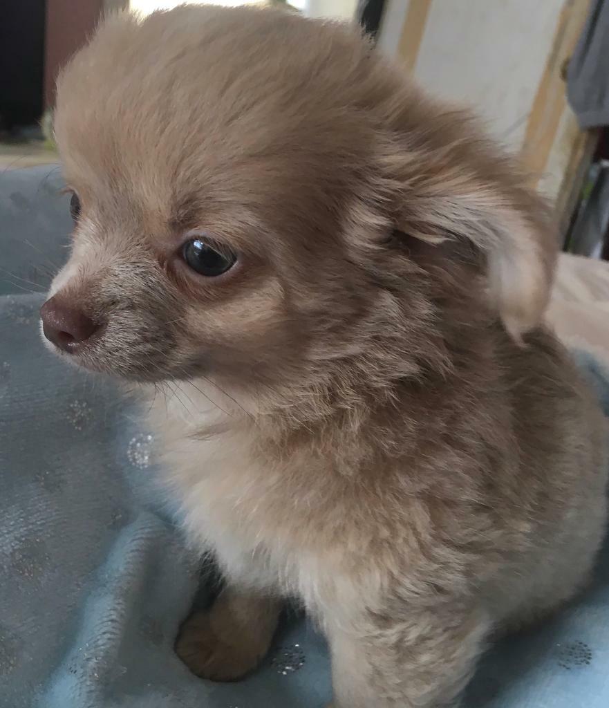 Stunning Chihuahua Puppy Boy In Rogerstone Newport Gumtree
