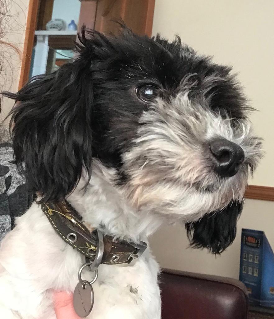 Jackapoo puppies for sale in Wyke, West Yorkshire Gumtree