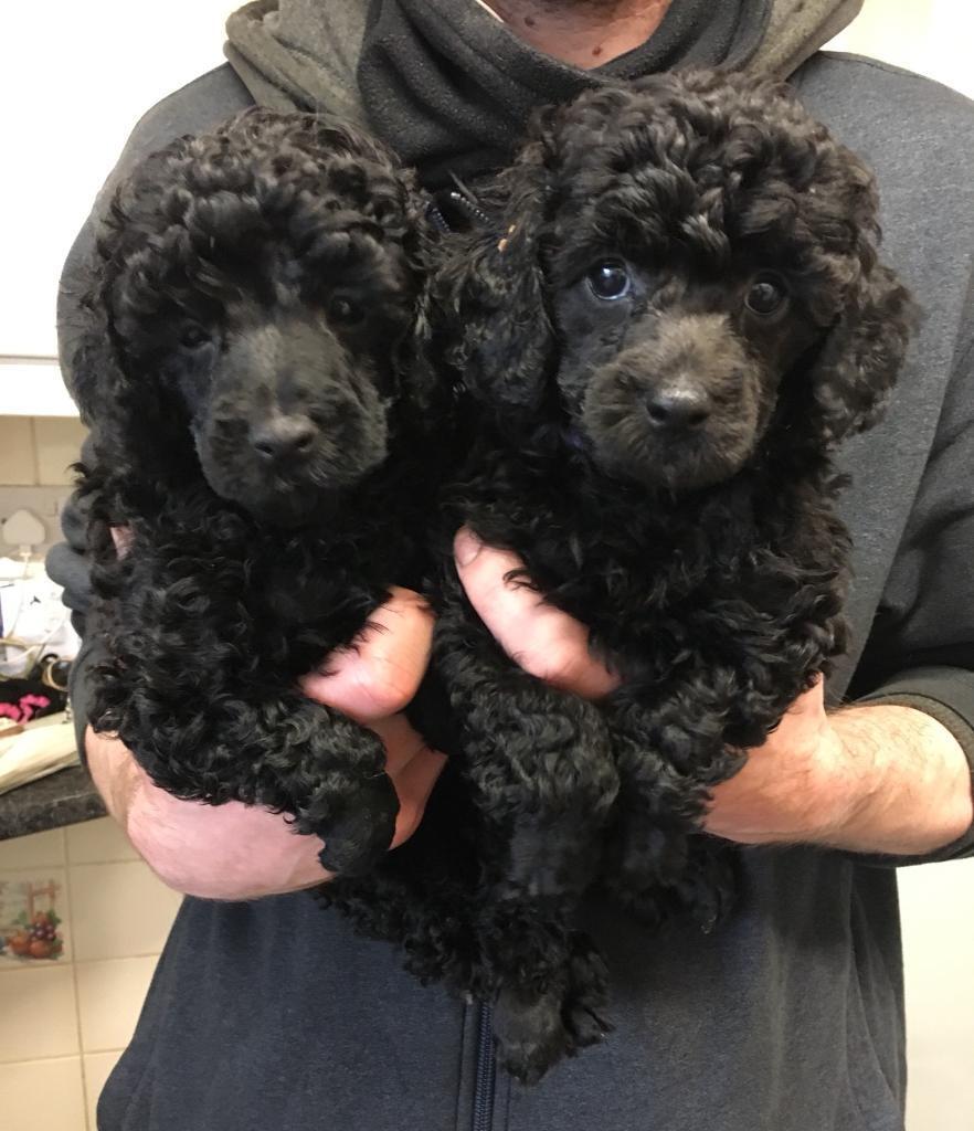 Toy Poodle Puppies West Midlands | Wow Blog