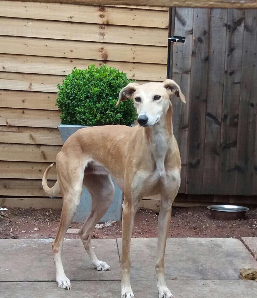 Saluki greyhound for sale in Bromsgrove, Worcestershire Gumtree
