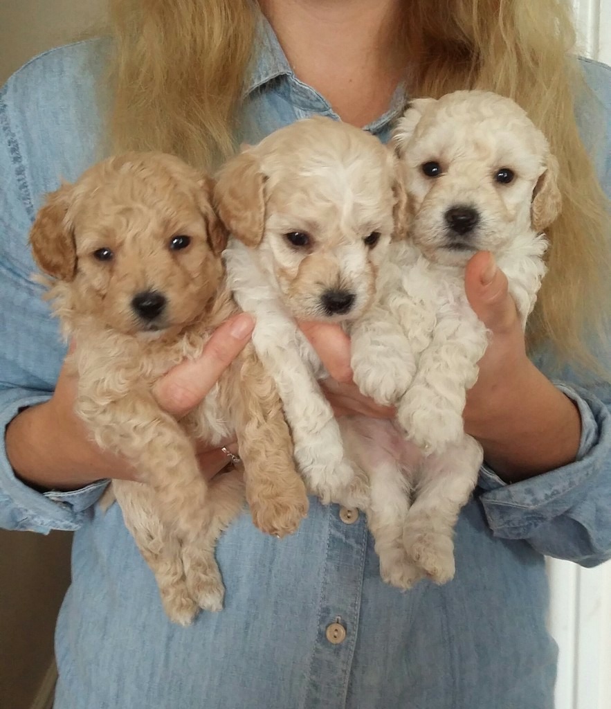 Stunning Poochon Puppies in Narberth, Pembrokeshire Gumtree