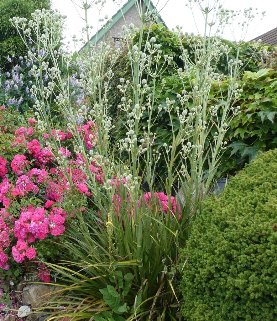 ERYNGIUM EBURNEUM rare sea holly SEEDS. (& plants) 'Very Special Seed