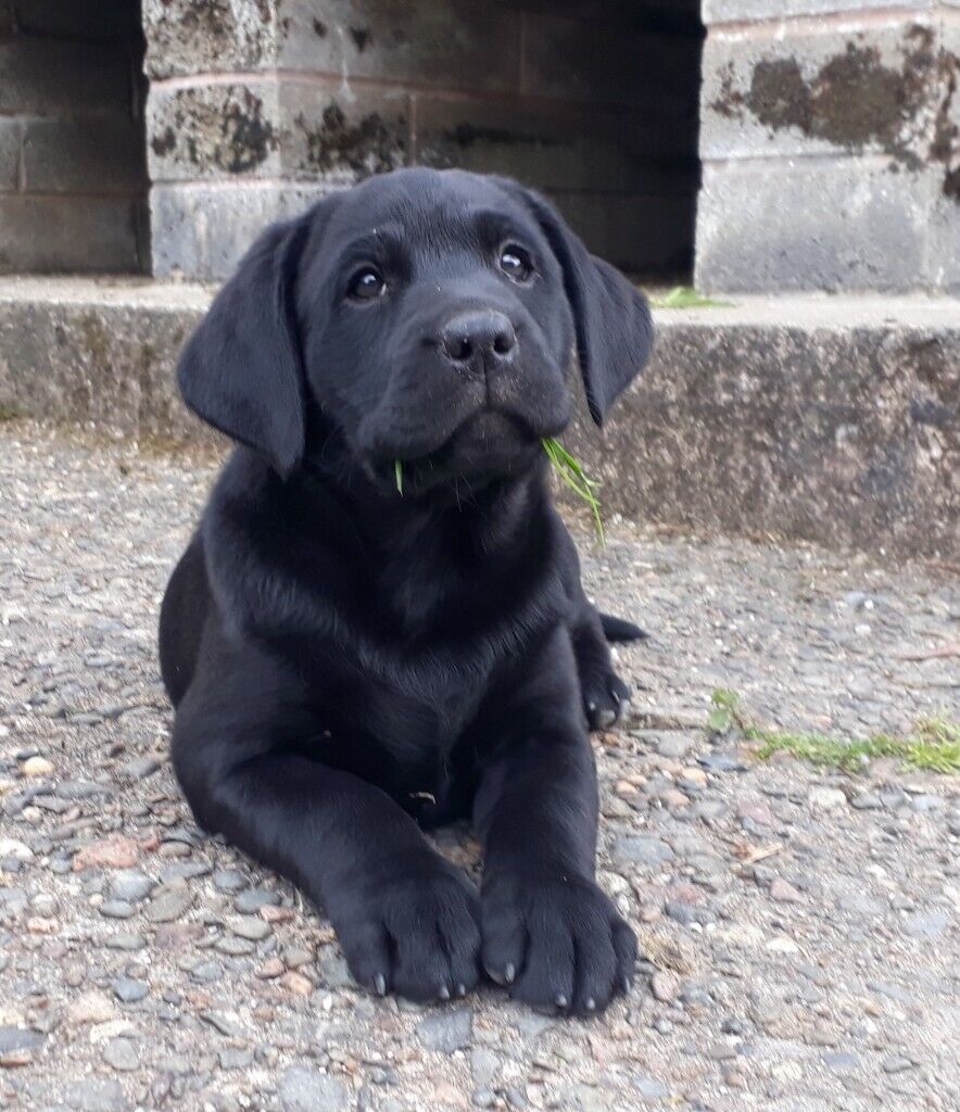  Beautiful  Black  Labrador Puppies in Lancaster 