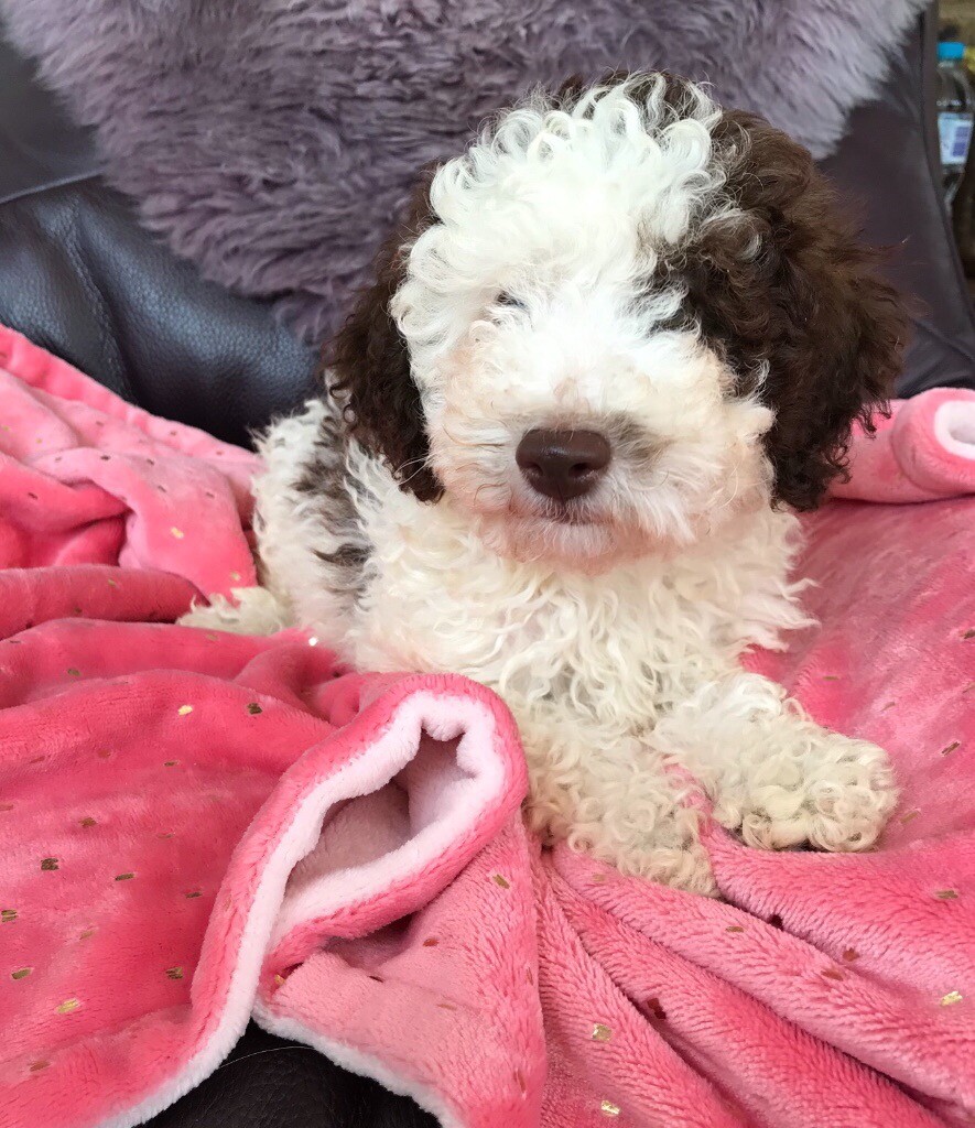 Stunning parti colour poodle puppies | in Swaffham ...