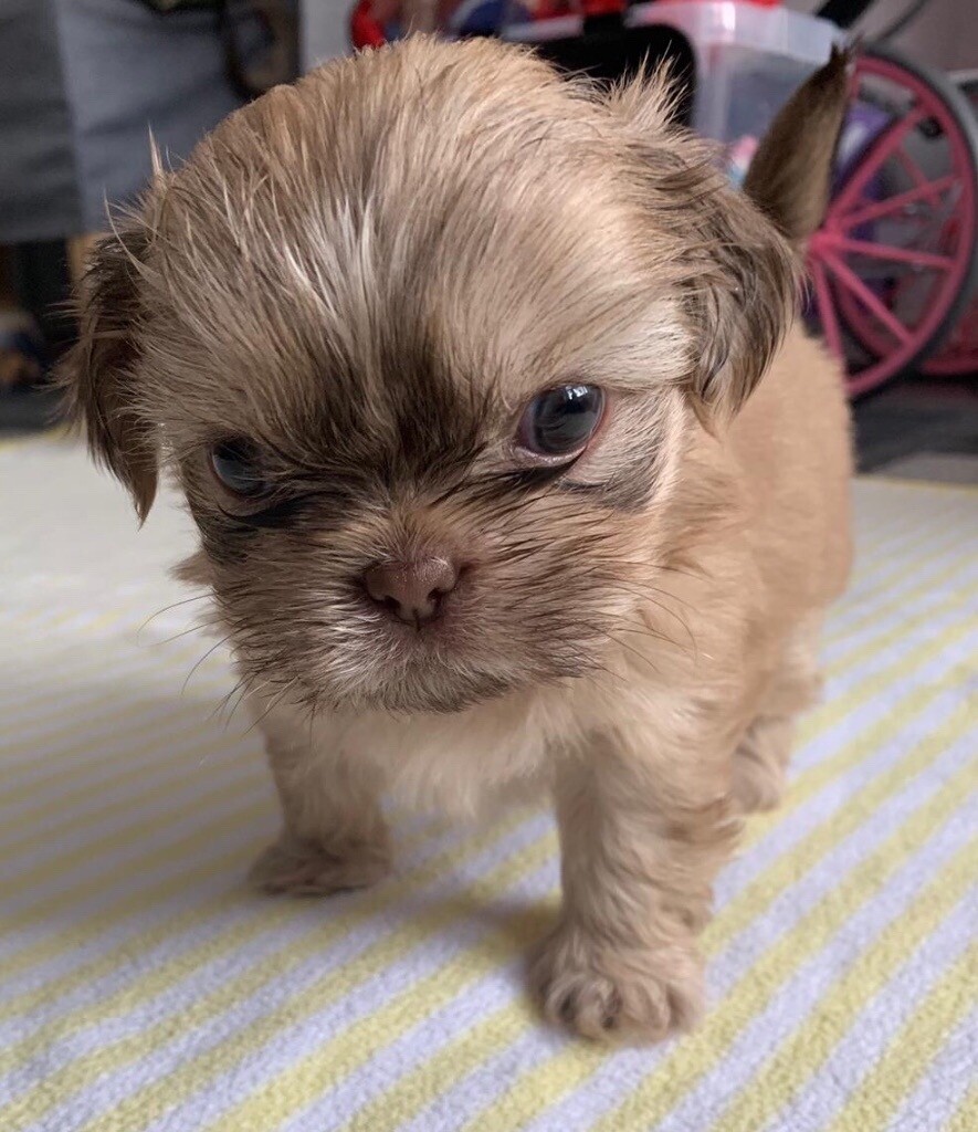 shih tzu for sale