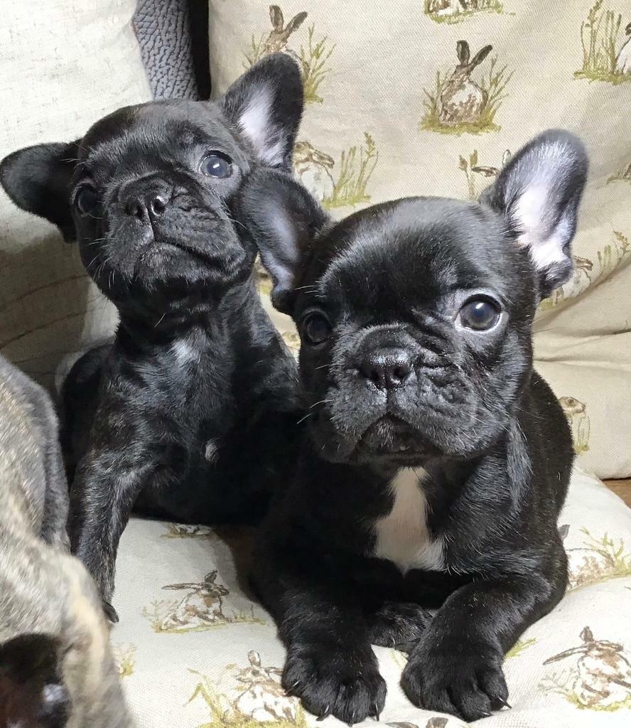 French bulldog puppies in Chirk, Wrexham Gumtree