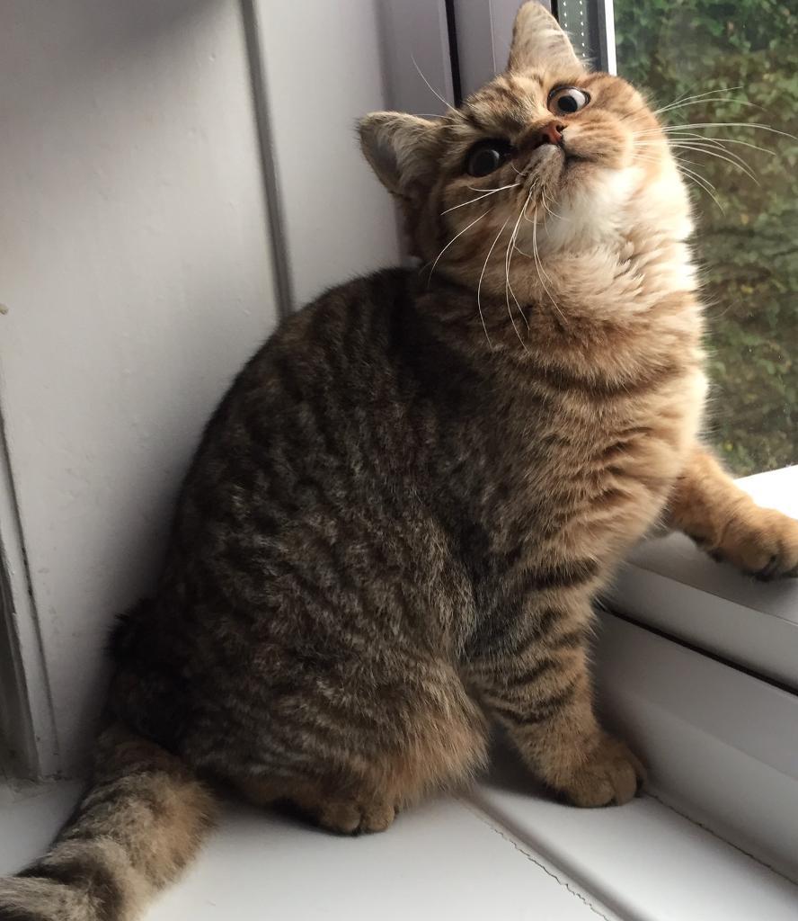 Beautiful golden tabby Selkirk Rex female !sold in Bramley, West