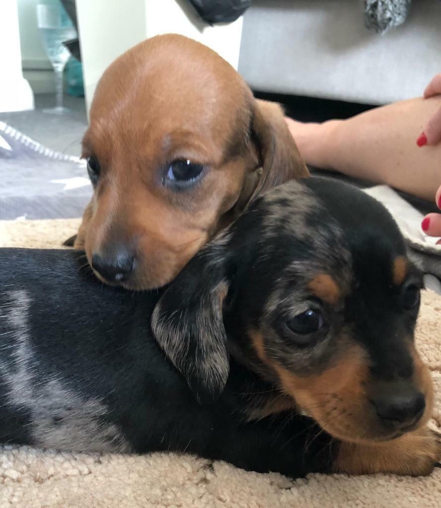 Miniature dachshund puppys in Dartford, Kent Gumtree