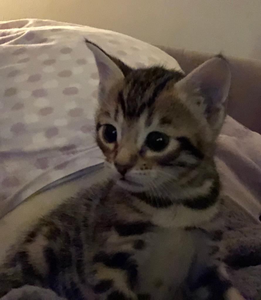 Bengal cross kittens in Hengoed, Caerphilly Gumtree