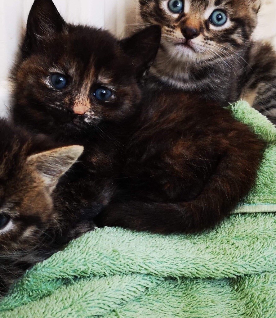 Beautiful Tortoise Shell Female Kitten For Sale In Cromer Norfolk