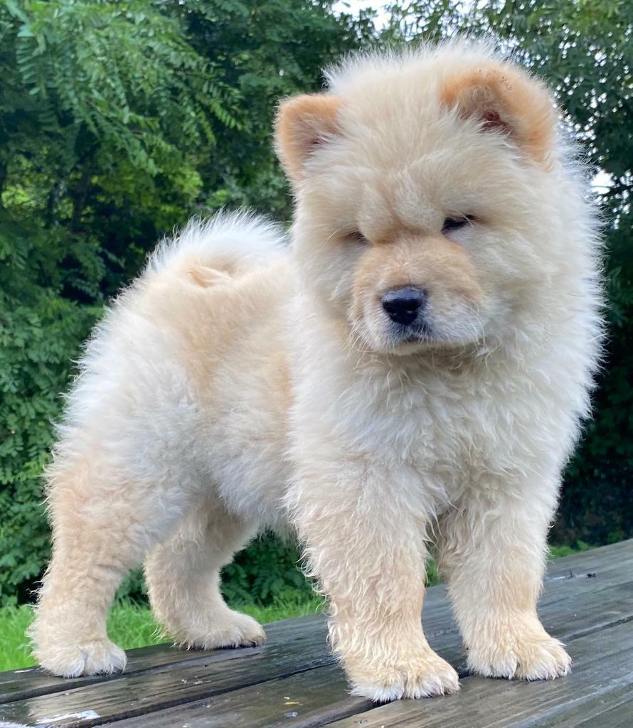 Beautiful fluffy chow chow puppies in Cheddar, Somerset