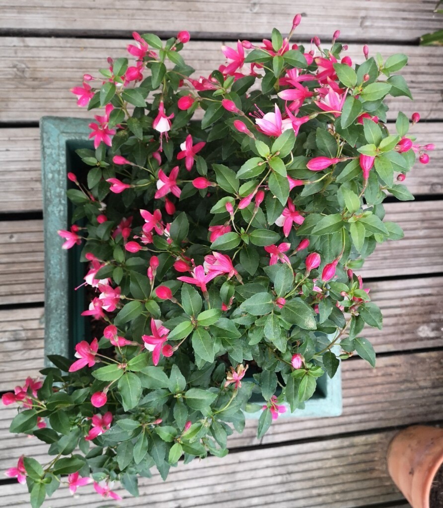 Still Flowering 💗 Large Established Fuchsia in a Plastic Plant Pot in