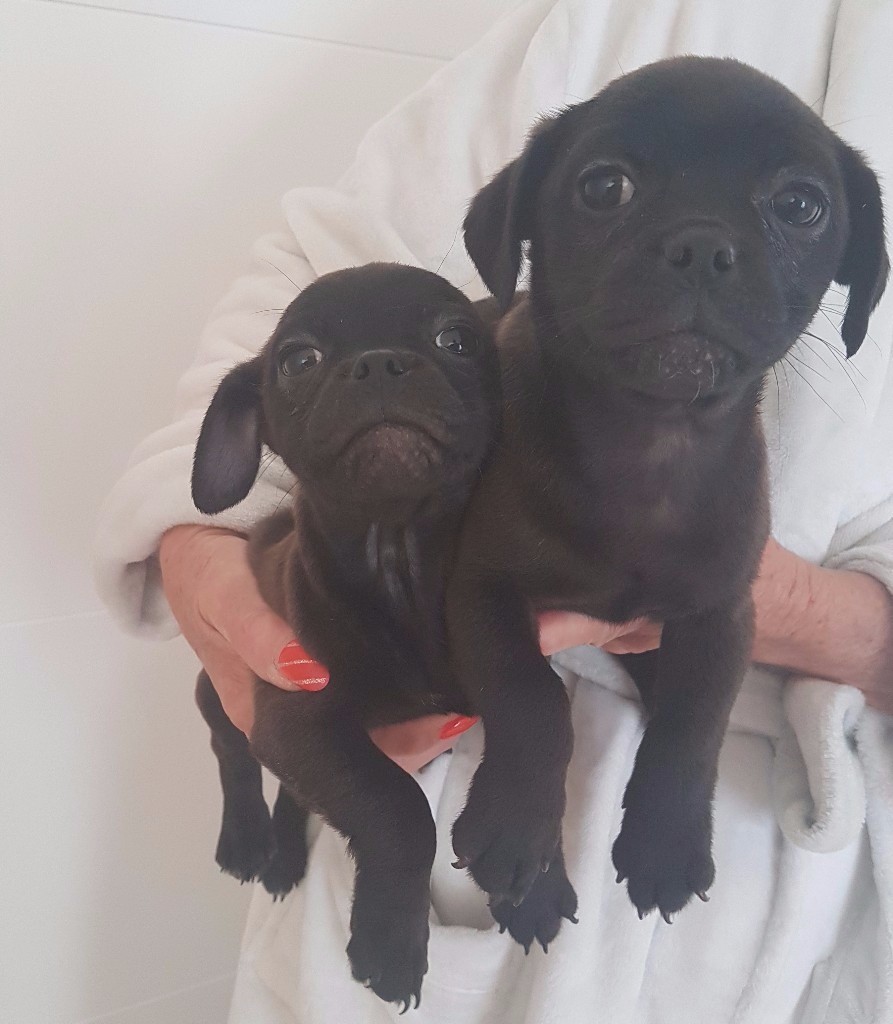Jug puppies in Marchwood, Hampshire Gumtree