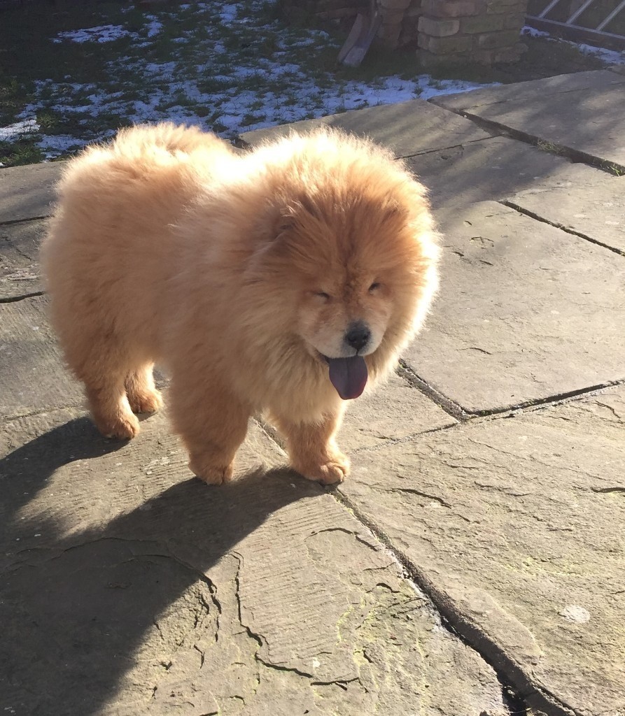 Chow chow puppy for sale in Kingsbury, London Gumtree
