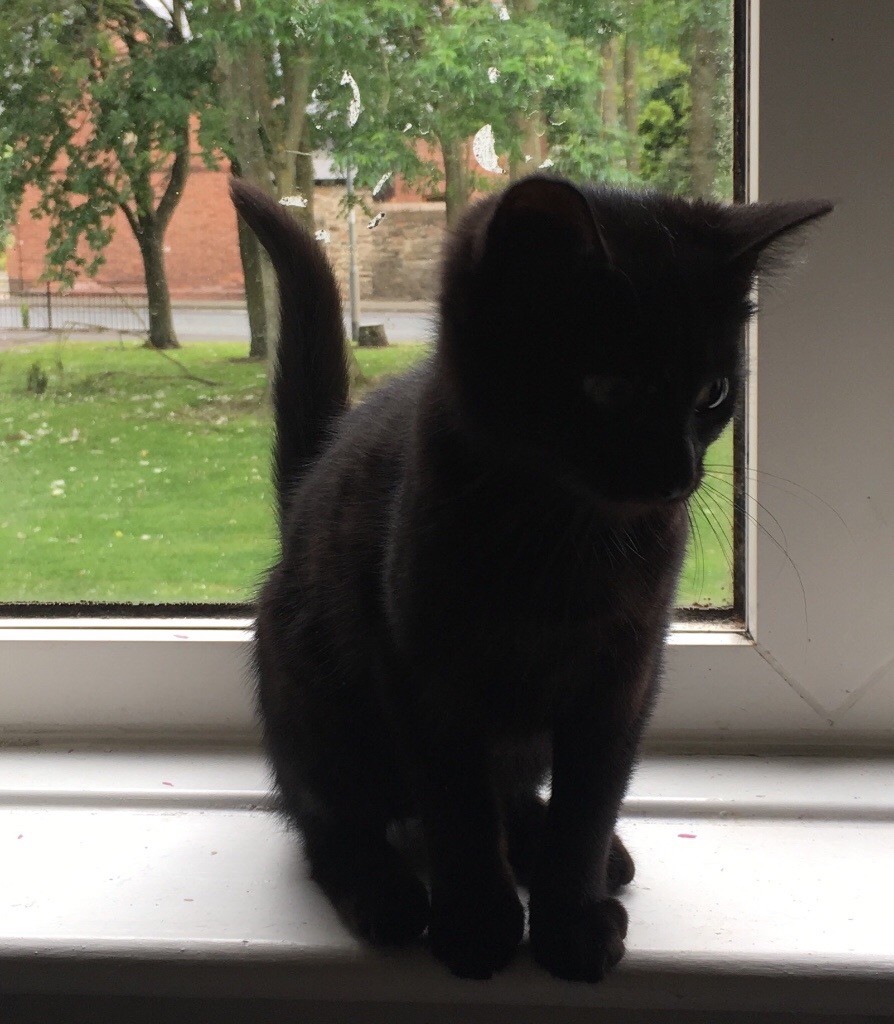 Black cat looking for its forever home. 15 weeks old, rehome if due to one of the dogs disliking