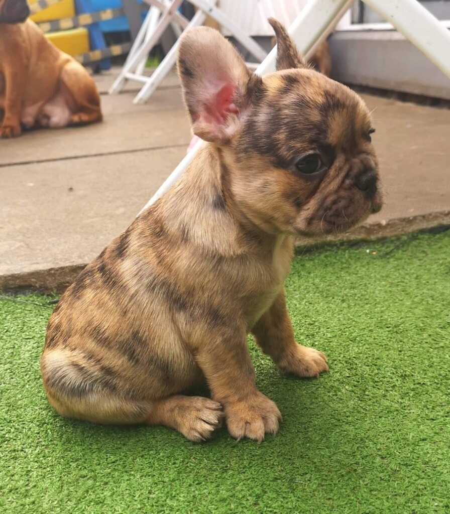 37+ Rare French Bulldog Image Bleumoonproductions