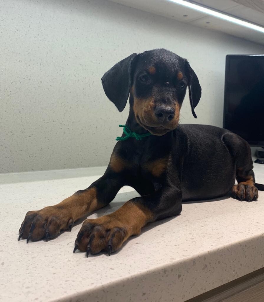 Doberman Puppies