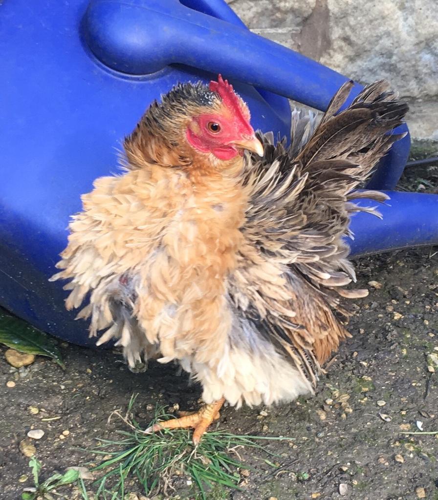 Serama Chickens In Cheltenham Gloucestershire Gumtree
