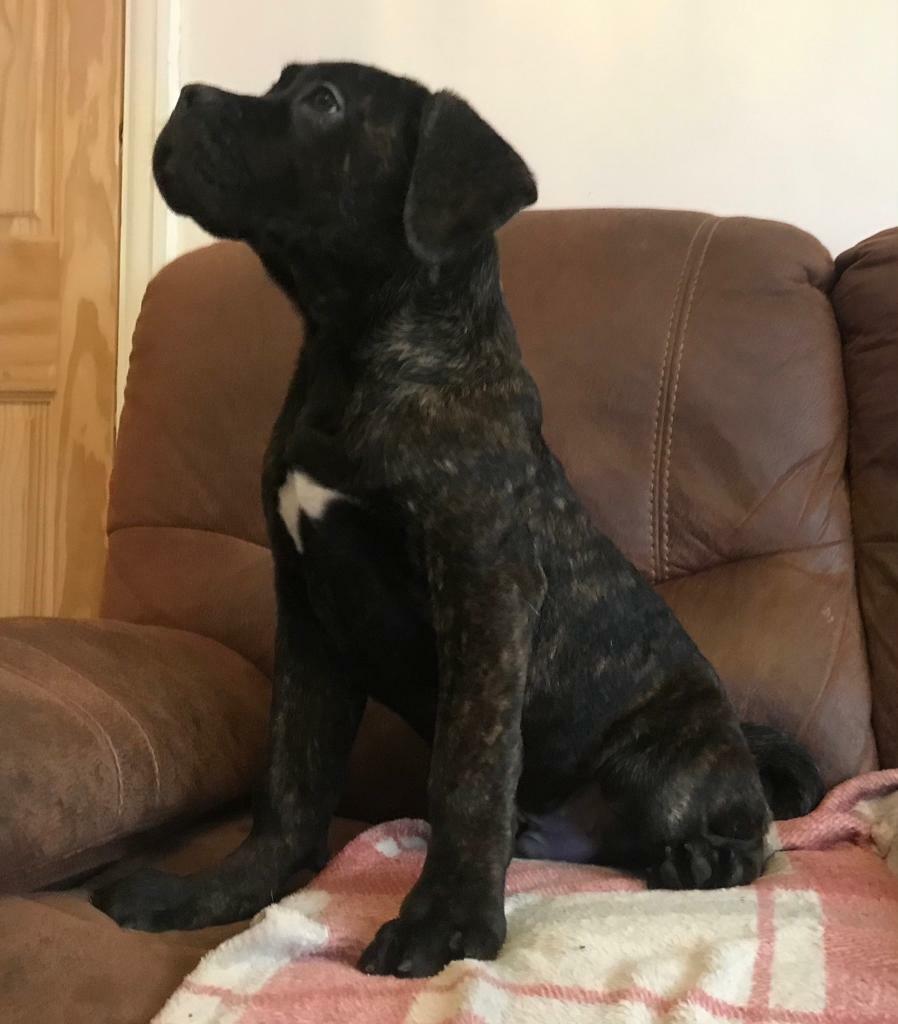 Stunning Cane Corso puppies for sale. ABKC registered in Derby