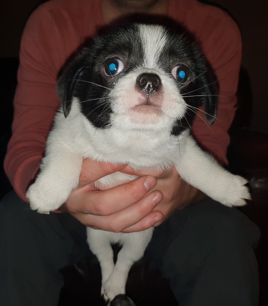 Japanese Chin x Jack Russell Male Puppies For Sale. in Lanark, South