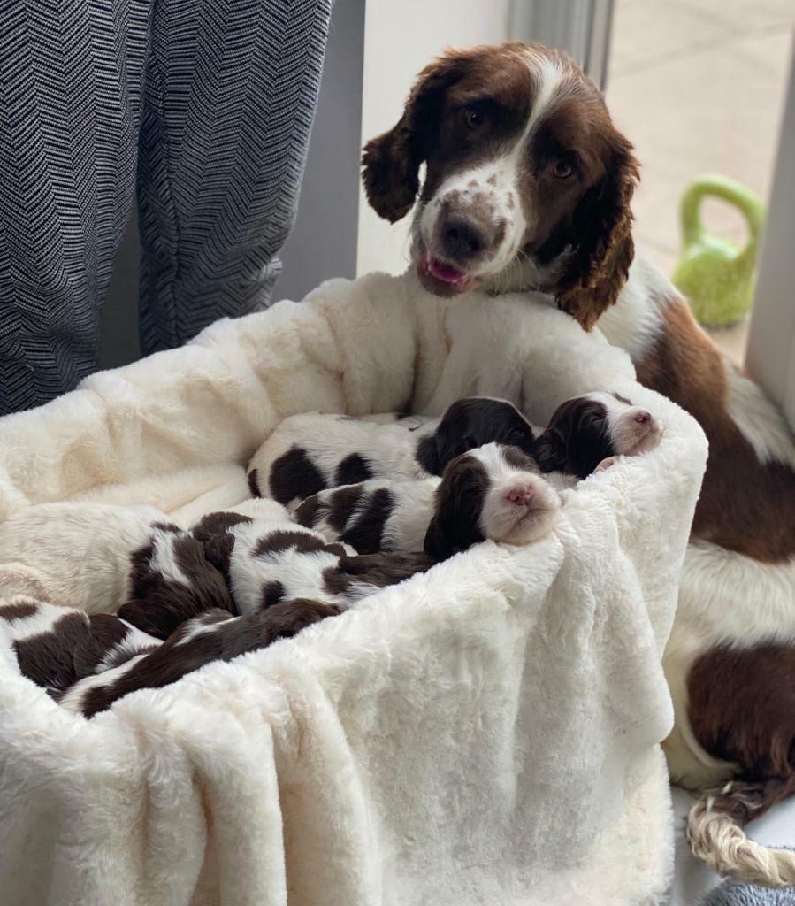 Springer Spaniel Puppies 1 boy available, ready in 5 weeks in