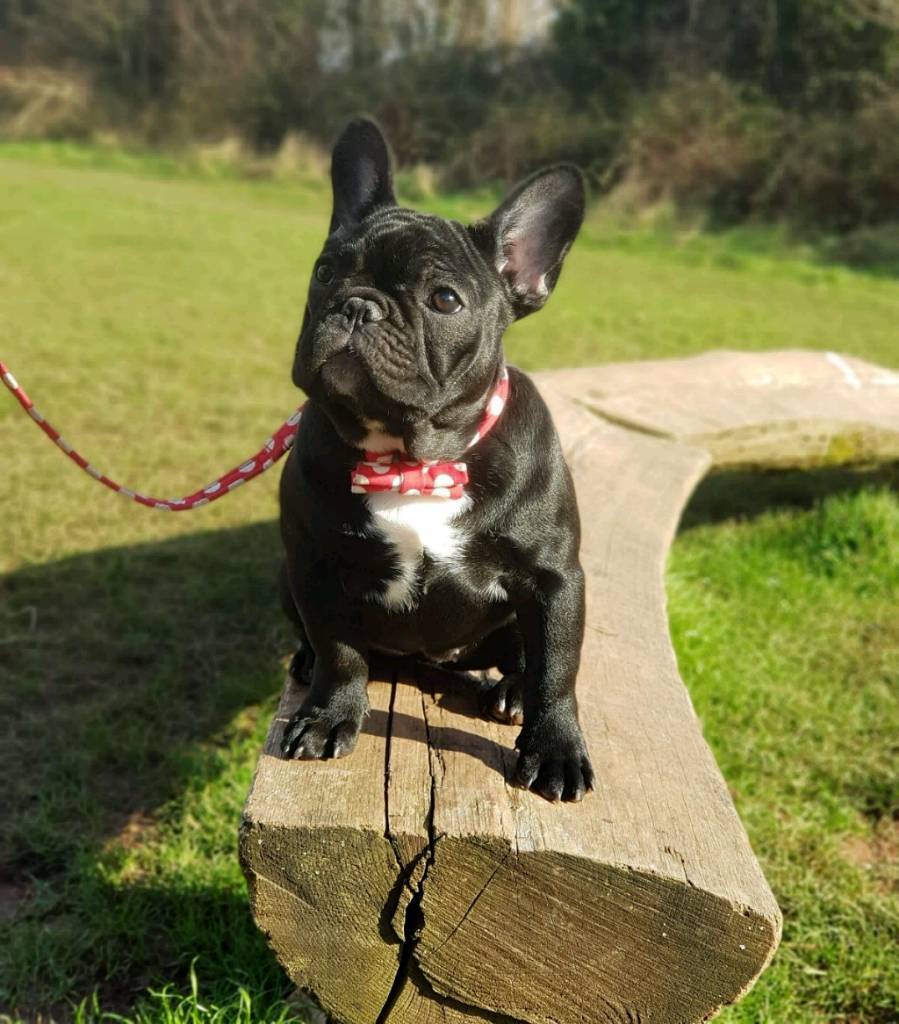 KC Reg Show Quality French Bulldog Girl Carries Blue, Cream & Possibly