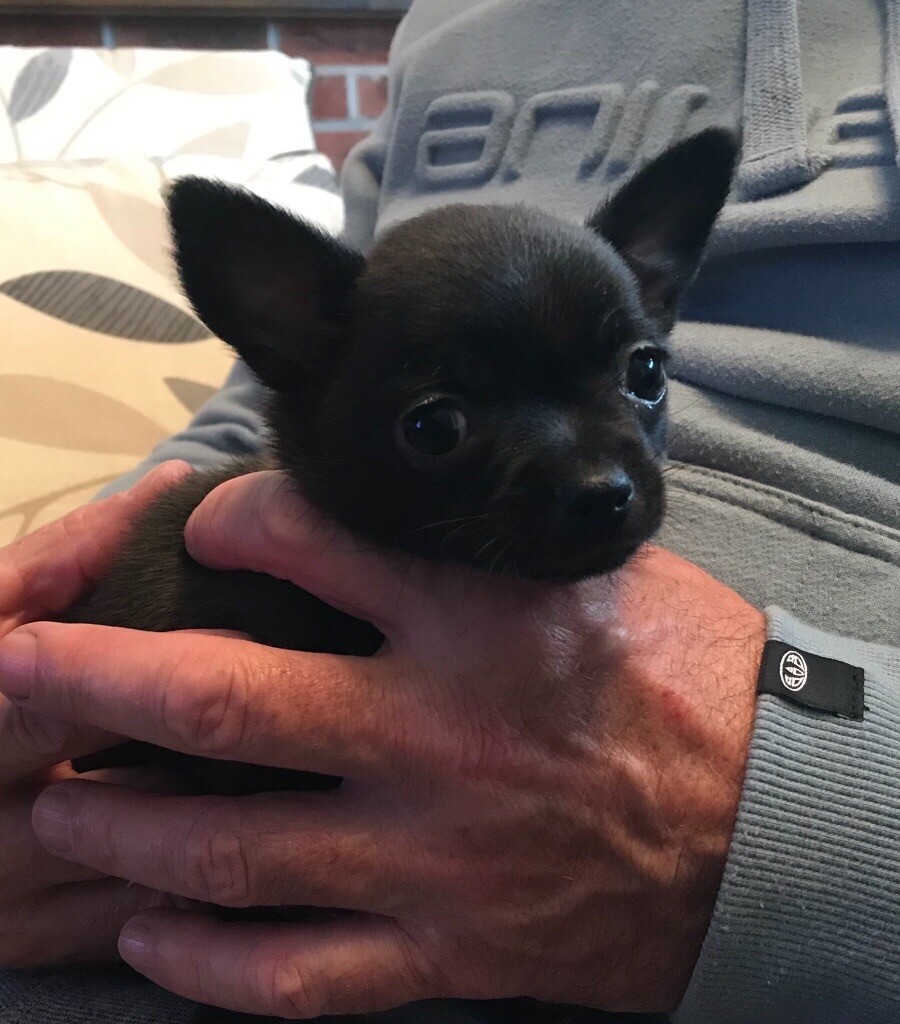 Discount gumtree teacup chihuahua Outlet