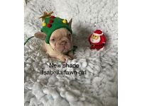 Ready now fluffy and testable french bulldog puppies