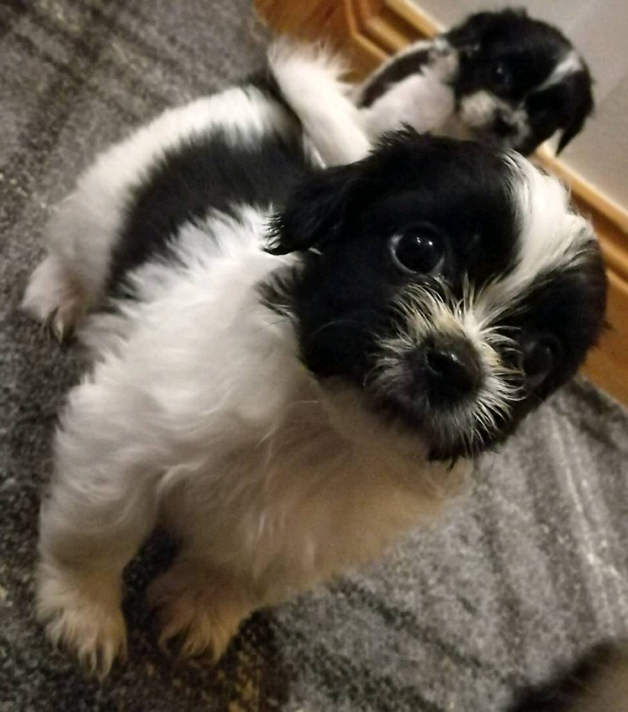 Beautiful Tiny Shih Tzu Puppies in Glasgow Gumtree
