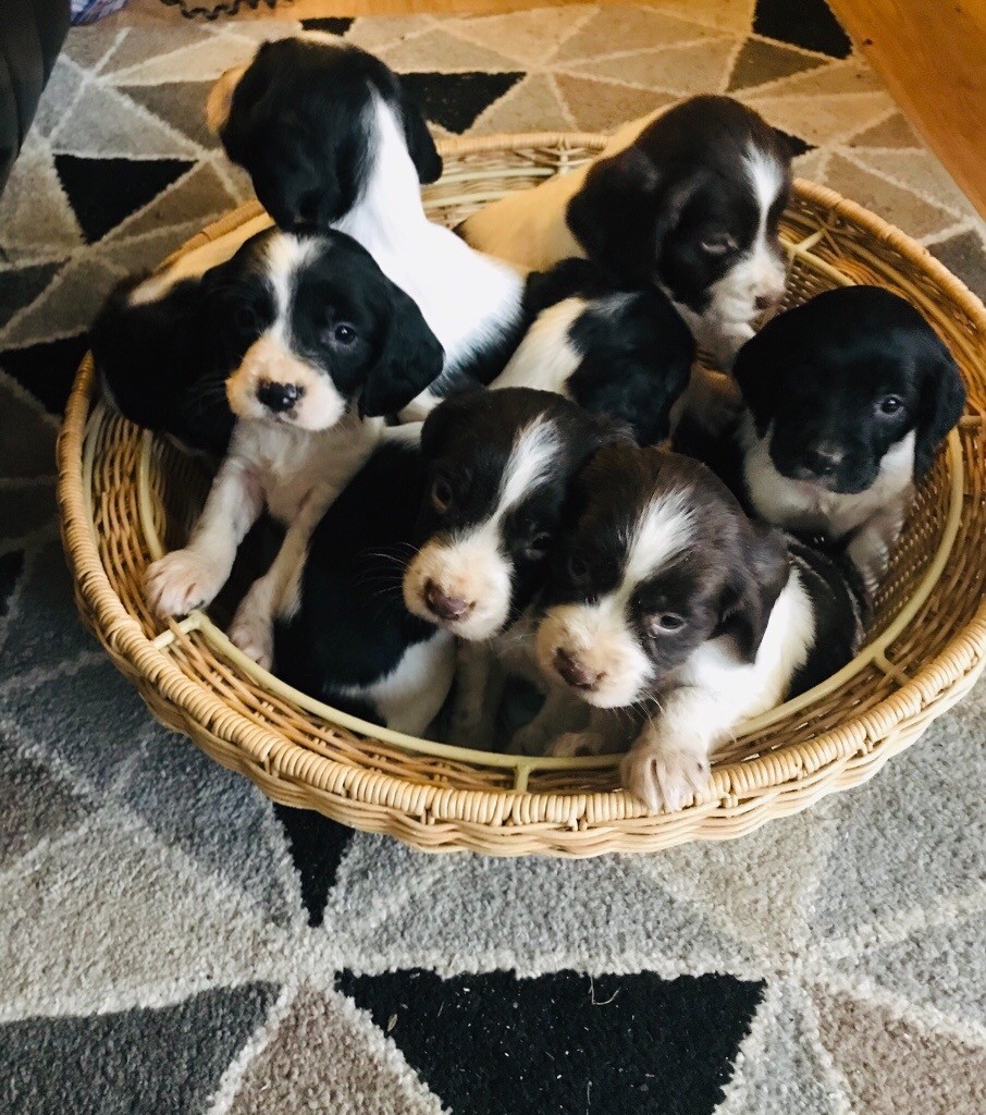 Sprocker spaniel puppies in Pitsea, Essex Gumtree
