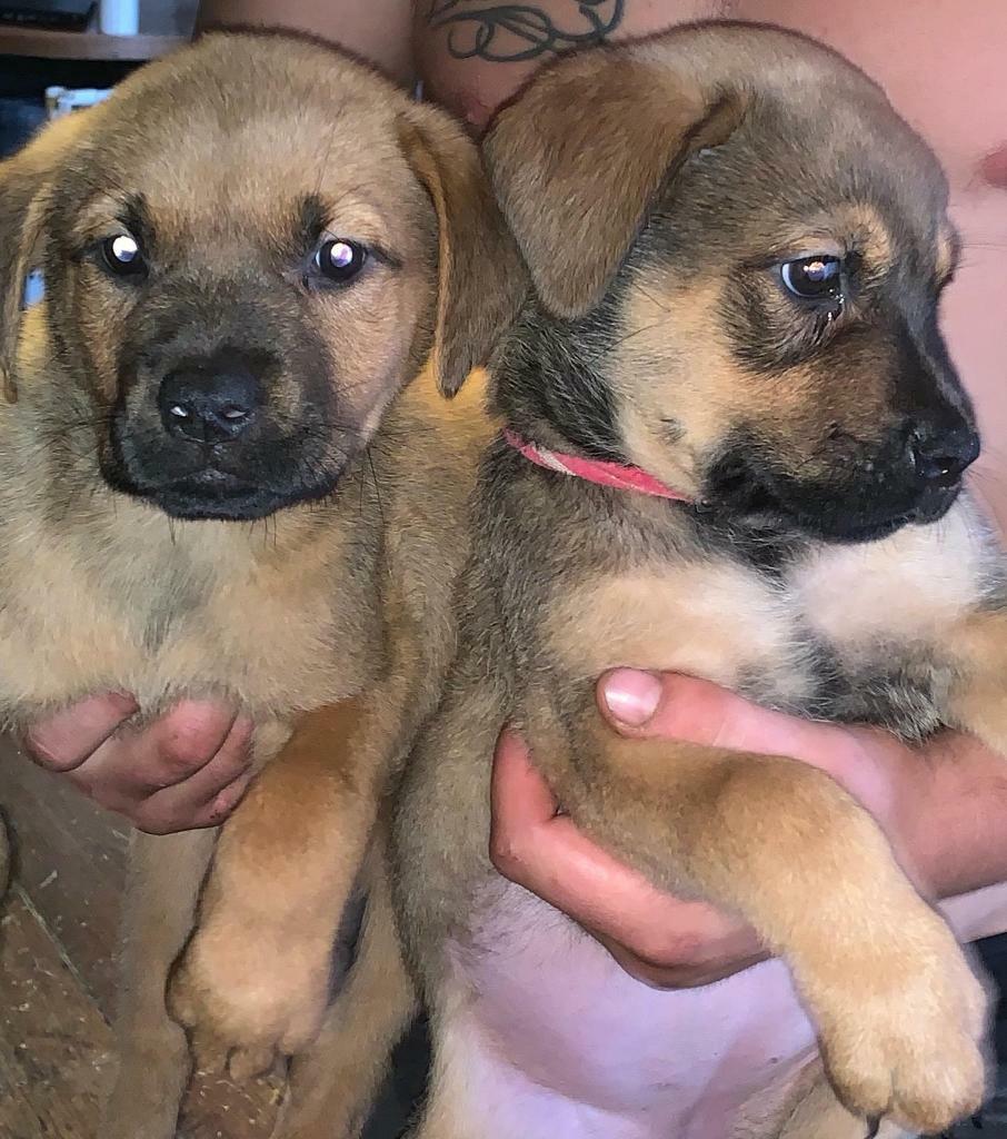 Last 2 Gorgeous Girl Rottweiler X Akita Puppies In Chessington